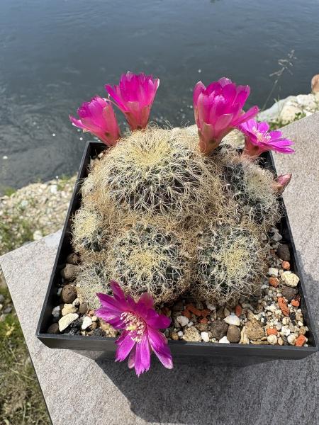 Sulcorebutia patriciae